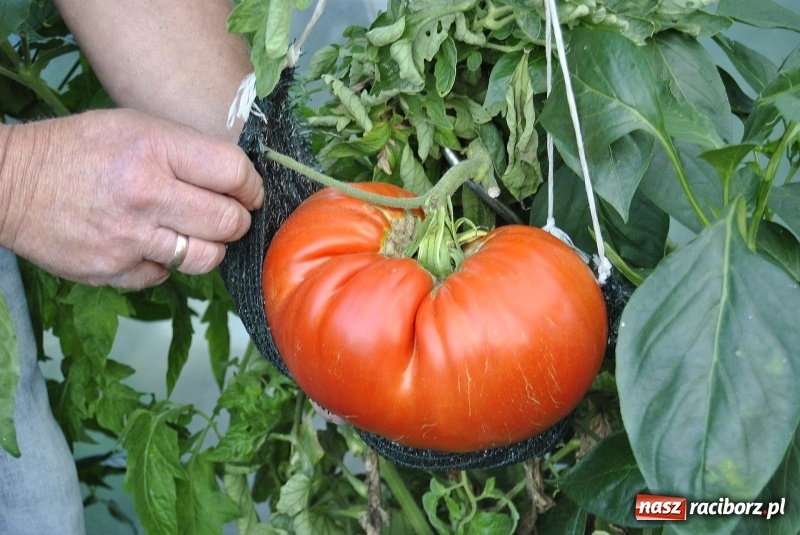 Zdjęcie w galerii na portalu naszraciborz.pl: Największe warzywa w Polsce rosną na działce w Raciborzu wiadomości z regionu