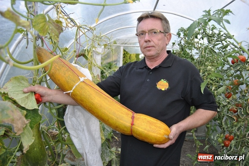 Zdjęcie w galerii na portalu naszraciborz.pl: Największe warzywa w Polsce rosną na działce w Raciborzu wiadomości z regionu