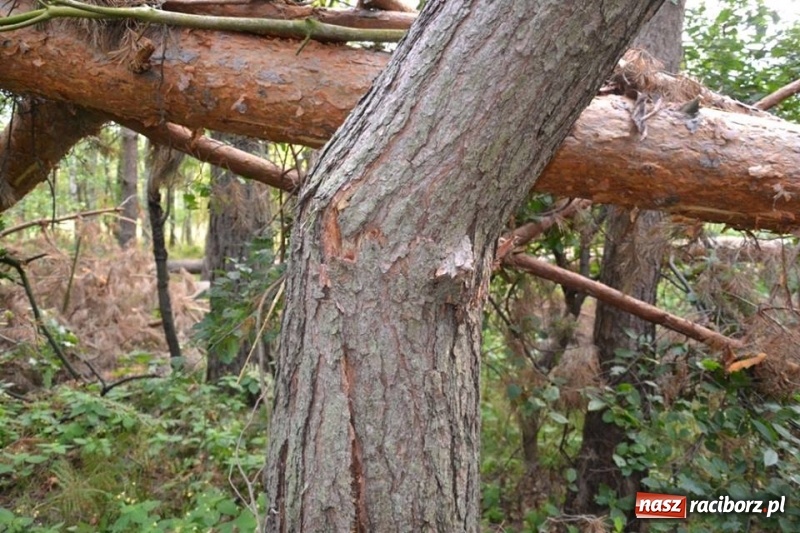 Zdjęcie w galerii na portalu naszraciborz.pl: Bezpieczniej na drodze wojewódzkiej 919, czyli akcja strażaków z Jankowic wiadomości z regionu