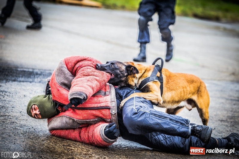 Zdjęcie w galerii na portalu naszraciborz.pl: Dziś ruszają Dni NATO w Ostrawie. Główne atrakcje w weekend  wiadomości z regionu