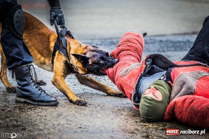 Zdjęcie w galerii na portalu naszraciborz.pl: Dziś ruszają Dni NATO w Ostrawie. Główne atrakcje w weekend  wiadomości z regionu