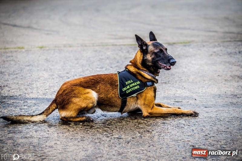 Zdjęcie w galerii na portalu naszraciborz.pl: Dziś ruszają Dni NATO w Ostrawie. Główne atrakcje w weekend  wiadomości z regionu