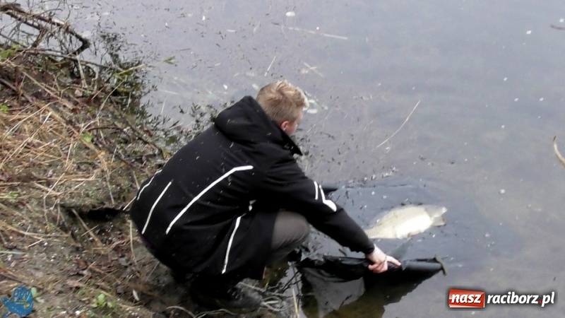 Zdjęcie w galerii na portalu naszraciborz.pl: Robert Głombik i Adam Buńczek zwycięzcami pierwszego pucharu Carp Way 2017 wiadomości z regionu