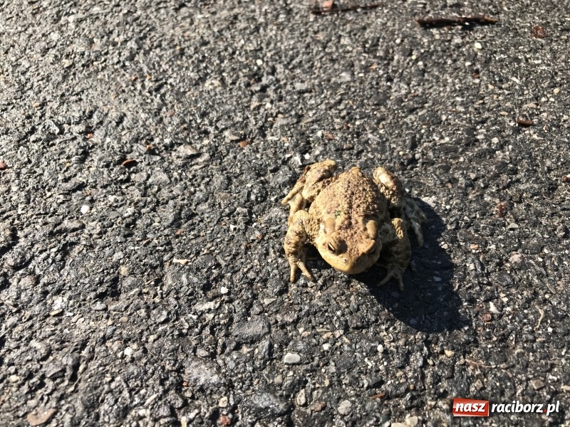 Zdjęcie w galerii na portalu naszraciborz.pl: W lesie Obora otwarto Zieloną Klasę. Sporo atrakcji dla najmłodszych wiadomości z regionu