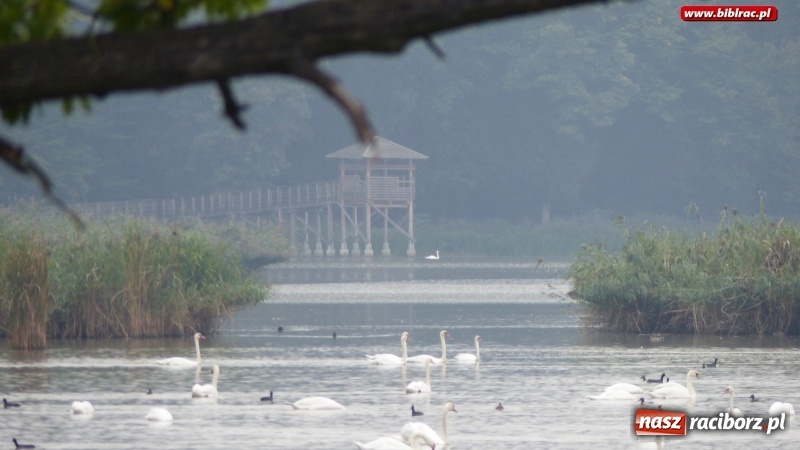 Zdjęcie w galerii na portalu naszraciborz.pl: Raciborska biblioteka zorganizowała spacer po Łężczoku w ramach Europejskich Dni Dziedzictwa wiadomości z regionu