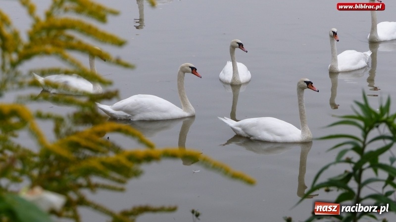 Zdjęcie w galerii na portalu naszraciborz.pl: Raciborska biblioteka zorganizowała spacer po Łężczoku w ramach Europejskich Dni Dziedzictwa wiadomości z regionu