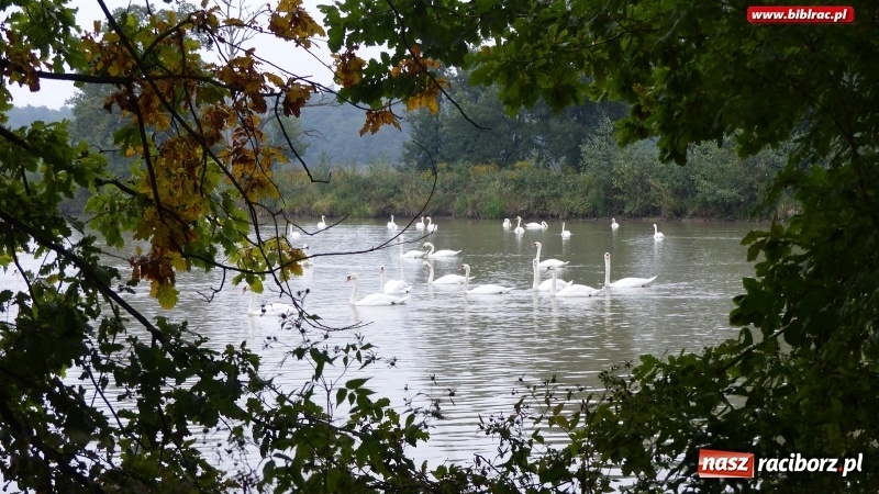 Zdjęcie w galerii na portalu naszraciborz.pl: Raciborska biblioteka zorganizowała spacer po Łężczoku w ramach Europejskich Dni Dziedzictwa wiadomości z regionu