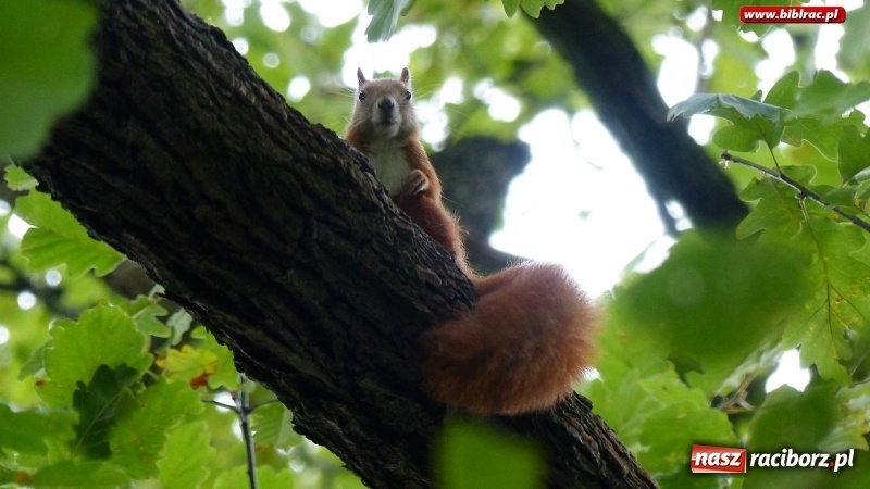 Zdjęcie w galerii na portalu naszraciborz.pl: Raciborska biblioteka zorganizowała spacer po Łężczoku w ramach Europejskich Dni Dziedzictwa wiadomości z regionu