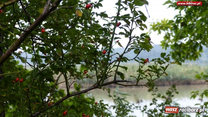 Zdjęcie w galerii na portalu naszraciborz.pl: Raciborska biblioteka zorganizowała spacer po Łężczoku w ramach Europejskich Dni Dziedzictwa wiadomości z regionu