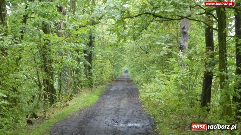 Zdjęcie w galerii na portalu naszraciborz.pl: Raciborska biblioteka zorganizowała spacer po Łężczoku w ramach Europejskich Dni Dziedzictwa wiadomości z regionu