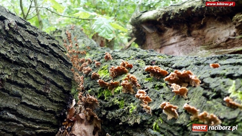 Zdjęcie w galerii na portalu naszraciborz.pl: Raciborska biblioteka zorganizowała spacer po Łężczoku w ramach Europejskich Dni Dziedzictwa wiadomości z regionu