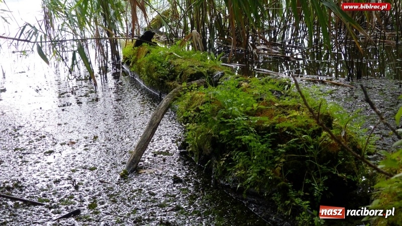 Zdjęcie w galerii na portalu naszraciborz.pl: Raciborska biblioteka zorganizowała spacer po Łężczoku w ramach Europejskich Dni Dziedzictwa wiadomości z regionu