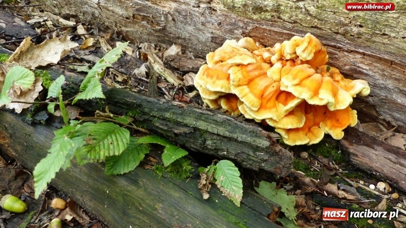 Zdjęcie w galerii na portalu naszraciborz.pl: Raciborska biblioteka zorganizowała spacer po Łężczoku w ramach Europejskich Dni Dziedzictwa wiadomości z regionu