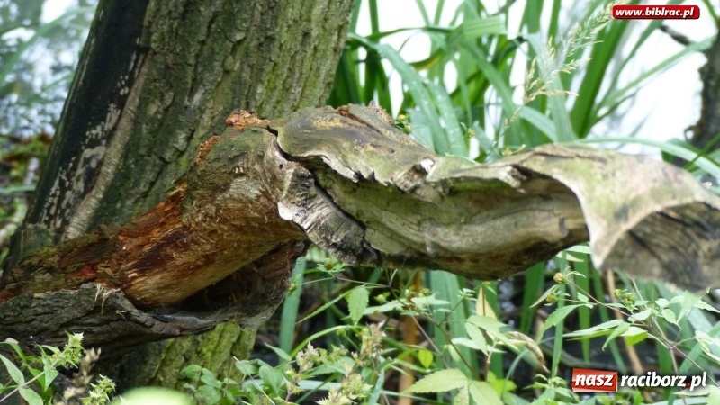 Zdjęcie w galerii na portalu naszraciborz.pl: Raciborska biblioteka zorganizowała spacer po Łężczoku w ramach Europejskich Dni Dziedzictwa wiadomości z regionu