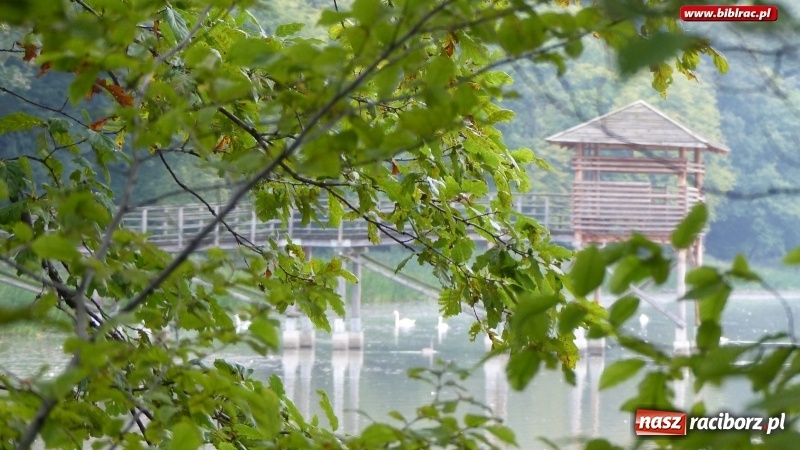 Zdjęcie w galerii na portalu naszraciborz.pl: Raciborska biblioteka zorganizowała spacer po Łężczoku w ramach Europejskich Dni Dziedzictwa wiadomości z regionu