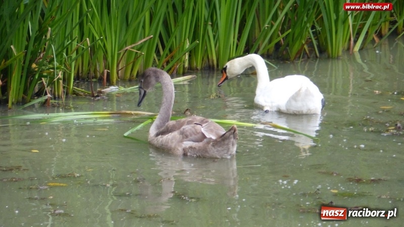Zdjęcie w galerii na portalu naszraciborz.pl: Raciborska biblioteka zorganizowała spacer po Łężczoku w ramach Europejskich Dni Dziedzictwa wiadomości z regionu