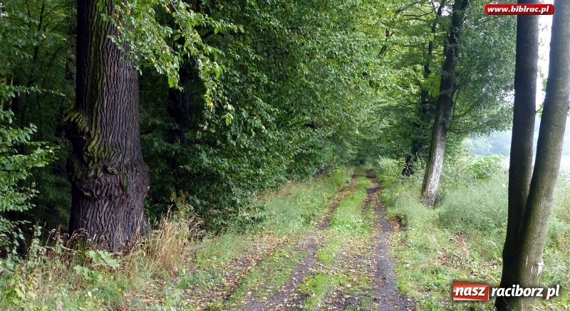 Zdjęcie w galerii na portalu naszraciborz.pl: Raciborska biblioteka zorganizowała spacer po Łężczoku w ramach Europejskich Dni Dziedzictwa wiadomości z regionu