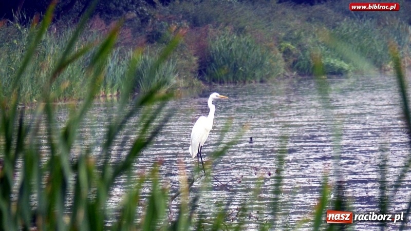 Zdjęcie w galerii na portalu naszraciborz.pl: Raciborska biblioteka zorganizowała spacer po Łężczoku w ramach Europejskich Dni Dziedzictwa wiadomości z regionu