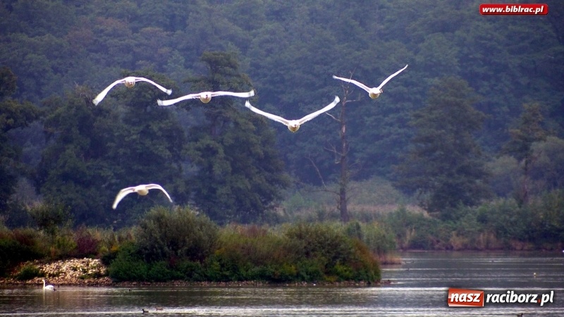 Zdjęcie w galerii na portalu naszraciborz.pl: Raciborska biblioteka zorganizowała spacer po Łężczoku w ramach Europejskich Dni Dziedzictwa wiadomości z regionu