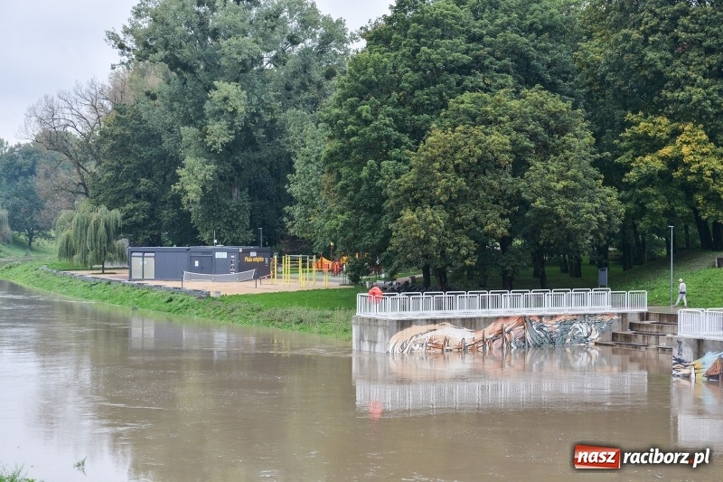 Zdjęcie w galerii na portalu naszraciborz.pl: Odra znów blisko raciborskiej plaży i bulwarów wiadomości z regionu