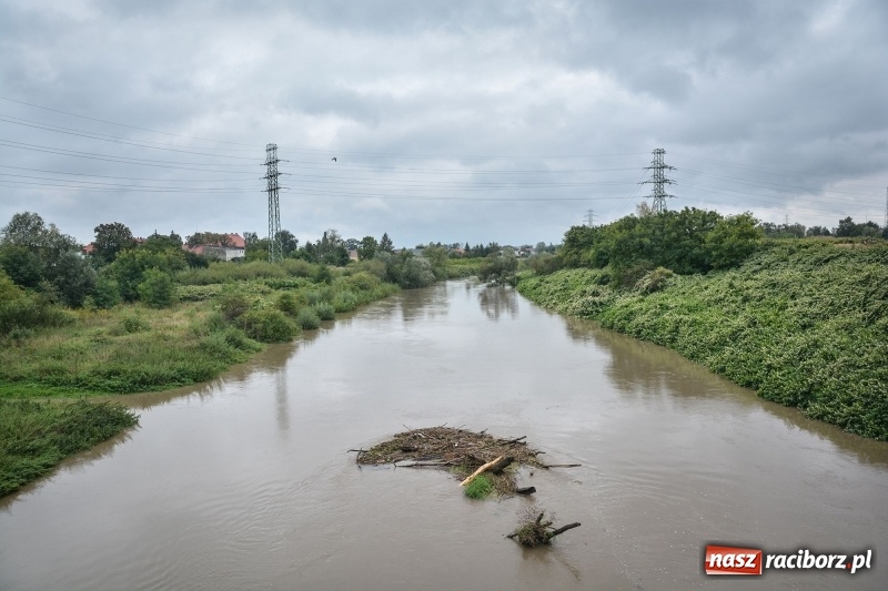 Zdjęcie w galerii na portalu naszraciborz.pl: Odra znów blisko raciborskiej plaży i bulwarów wiadomości z regionu