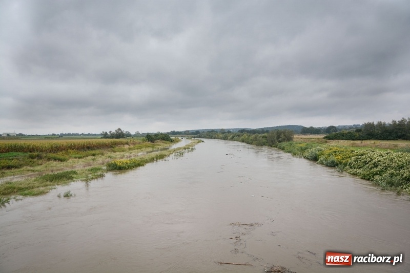 Zdjęcie w galerii na portalu naszraciborz.pl: Odra znów blisko raciborskiej plaży i bulwarów wiadomości z regionu