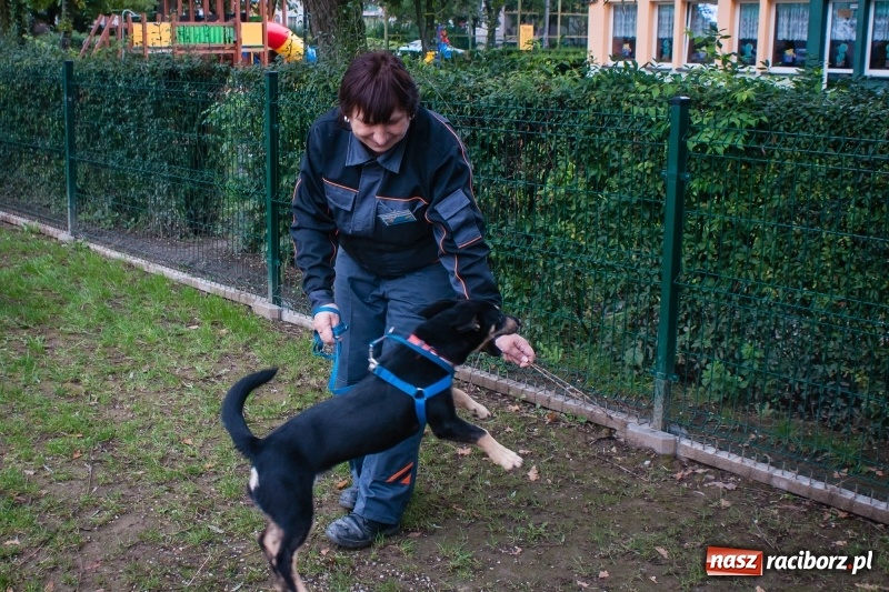 Zdjęcie w galerii na portalu naszraciborz.pl: Zakończenie lata z raciborskim klubem Strefa wiadomości z regionu