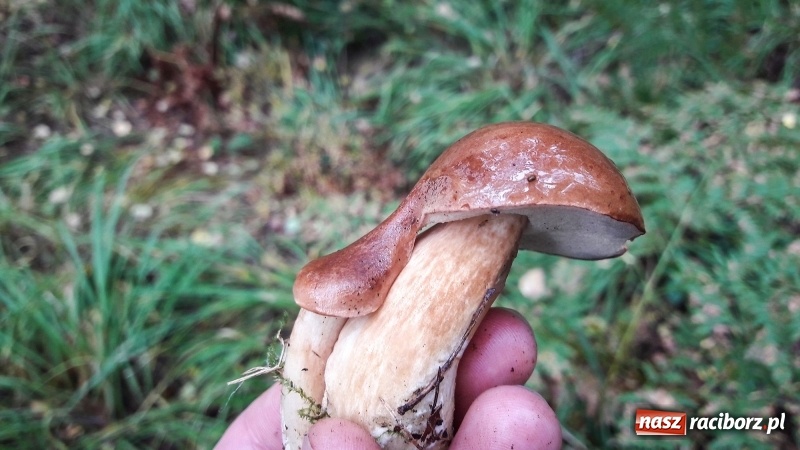 Zdjęcie w galerii na portalu naszraciborz.pl: Wysyp grzybów w raciborskich lasach FOTO  wiadomości z regionu