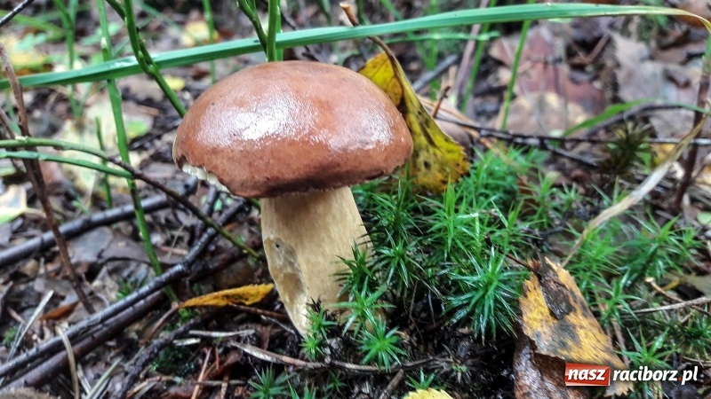 Zdjęcie w galerii na portalu naszraciborz.pl: Wysyp grzybów w raciborskich lasach FOTO  wiadomości z regionu