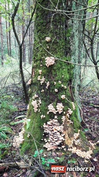 Zdjęcie w galerii na portalu naszraciborz.pl: Wysyp grzybów w raciborskich lasach FOTO  wiadomości z regionu