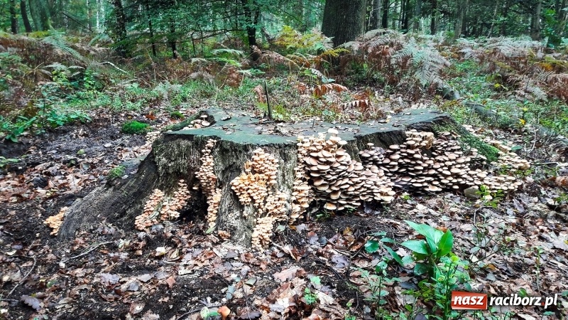 Zdjęcie w galerii na portalu naszraciborz.pl: Wysyp grzybów w raciborskich lasach FOTO  wiadomości z regionu
