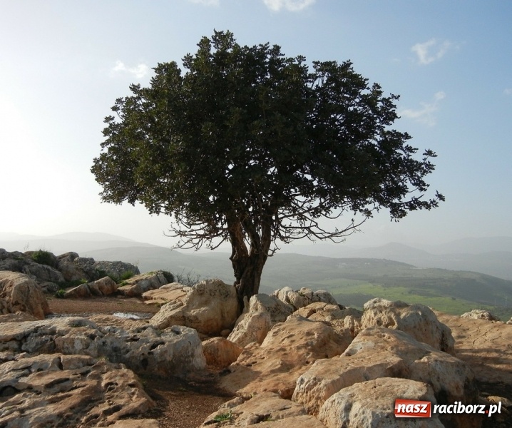 Zdjęcie w galerii na portalu naszraciborz.pl: Z Raciborza do Ziemi Świętej-ruszaj z nami!  wiadomości z regionu