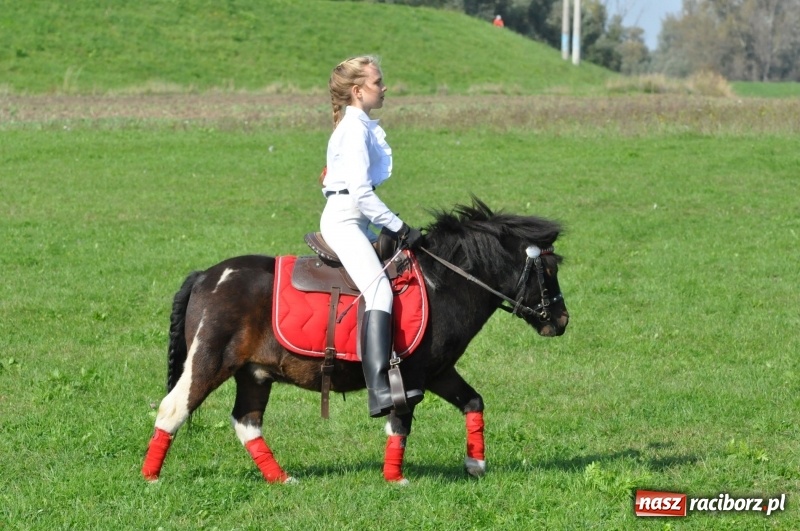 Zdjęcie w galerii na portalu naszraciborz.pl: Wielki piknik konny na Ostrogu, czyli raciborski Hubertus 2017 FOTO i WIDEO wiadomości z regionu