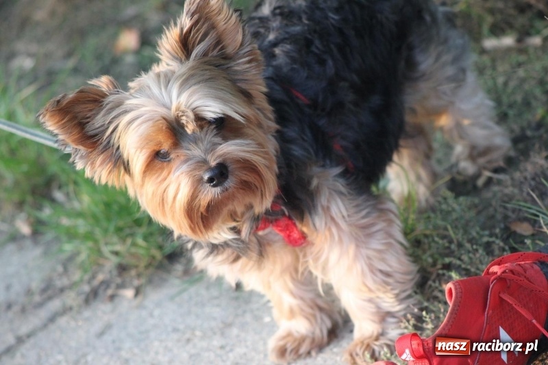 Zdjęcie w galerii na portalu naszraciborz.pl: Trampkarze KS Krzanowice rozgromili KS Naprzód Borucin  wiadomości z regionu