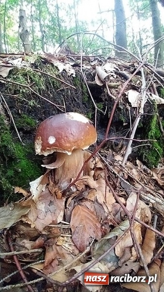 Zdjęcie w galerii na portalu naszraciborz.pl: Poznaliśmy najlepszych grzybiarzy Ziemi Raciborskiej wiadomości z regionu