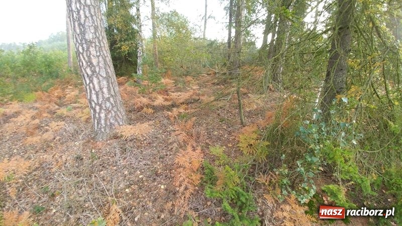 Zdjęcie w galerii na portalu naszraciborz.pl: Poznaliśmy najlepszych grzybiarzy Ziemi Raciborskiej wiadomości z regionu