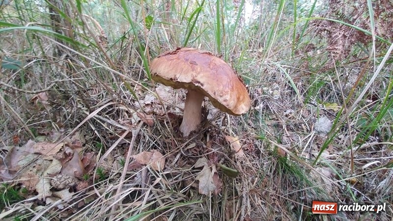 Zdjęcie w galerii na portalu naszraciborz.pl: Poznaliśmy najlepszych grzybiarzy Ziemi Raciborskiej wiadomości z regionu