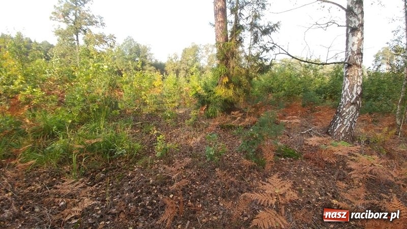 Zdjęcie w galerii na portalu naszraciborz.pl: Poznaliśmy najlepszych grzybiarzy Ziemi Raciborskiej wiadomości z regionu