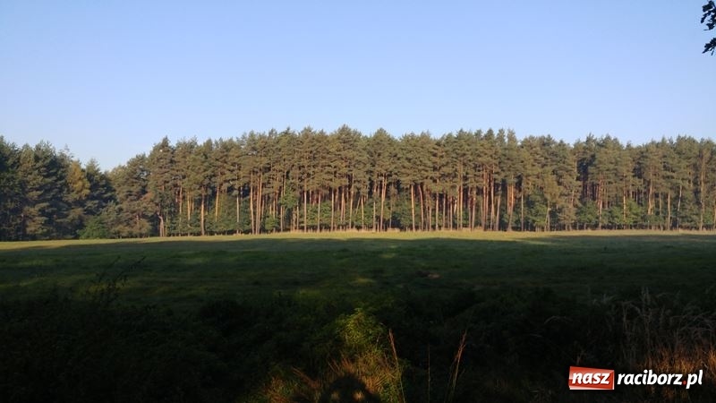 Zdjęcie w galerii na portalu naszraciborz.pl: Poznaliśmy najlepszych grzybiarzy Ziemi Raciborskiej wiadomości z regionu