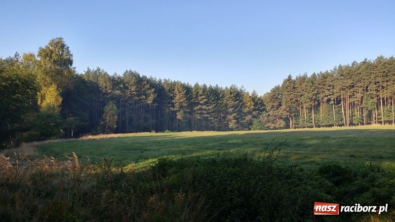 Zdjęcie w galerii na portalu naszraciborz.pl: Poznaliśmy najlepszych grzybiarzy Ziemi Raciborskiej wiadomości z regionu