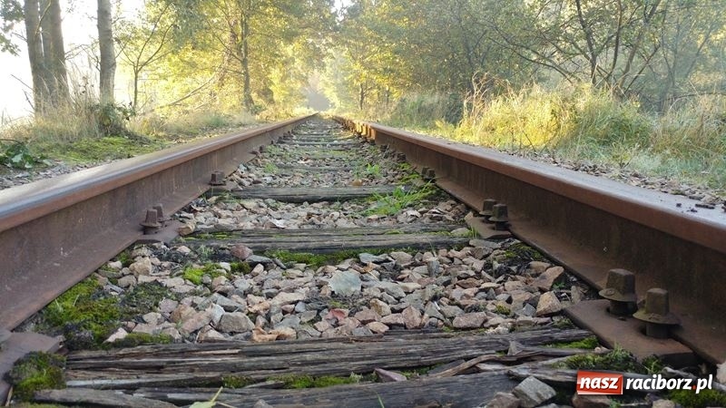 Zdjęcie w galerii na portalu naszraciborz.pl: Poznaliśmy najlepszych grzybiarzy Ziemi Raciborskiej wiadomości z regionu