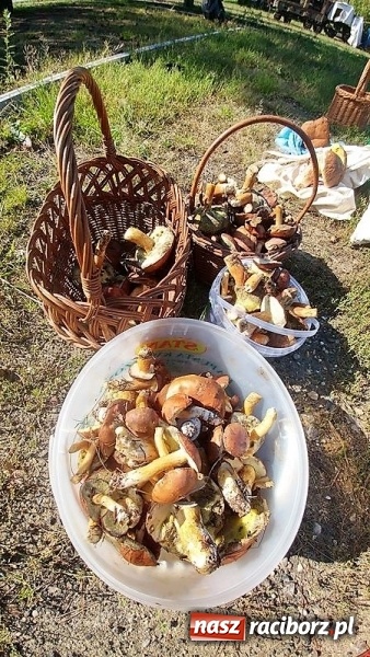 Zdjęcie w galerii na portalu naszraciborz.pl: Poznaliśmy najlepszych grzybiarzy Ziemi Raciborskiej wiadomości z regionu