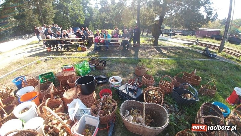 Zdjęcie w galerii na portalu naszraciborz.pl: Poznaliśmy najlepszych grzybiarzy Ziemi Raciborskiej wiadomości z regionu