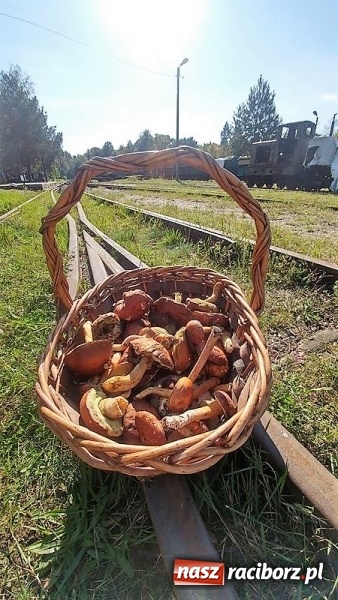 Zdjęcie w galerii na portalu naszraciborz.pl: Poznaliśmy najlepszych grzybiarzy Ziemi Raciborskiej wiadomości z regionu