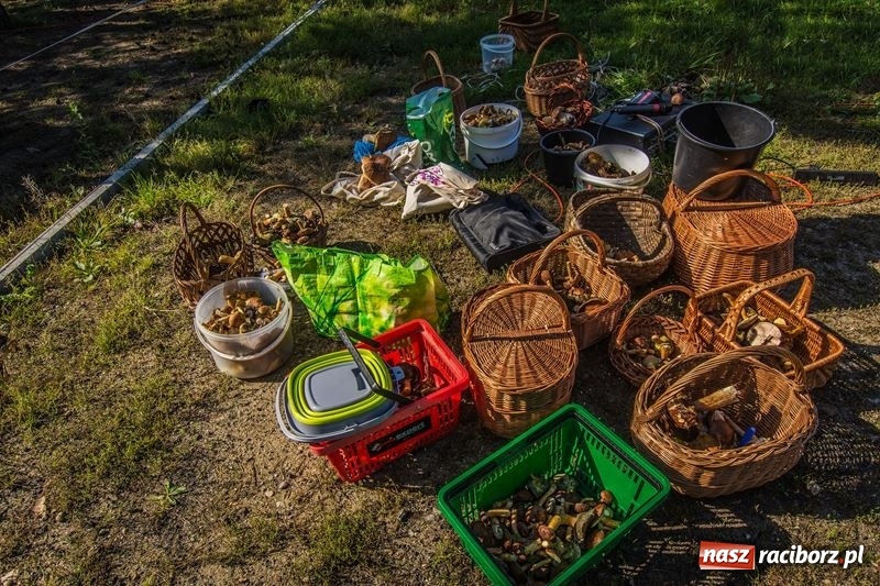 Zdjęcie w galerii na portalu naszraciborz.pl: Poznaliśmy najlepszych grzybiarzy Ziemi Raciborskiej wiadomości z regionu