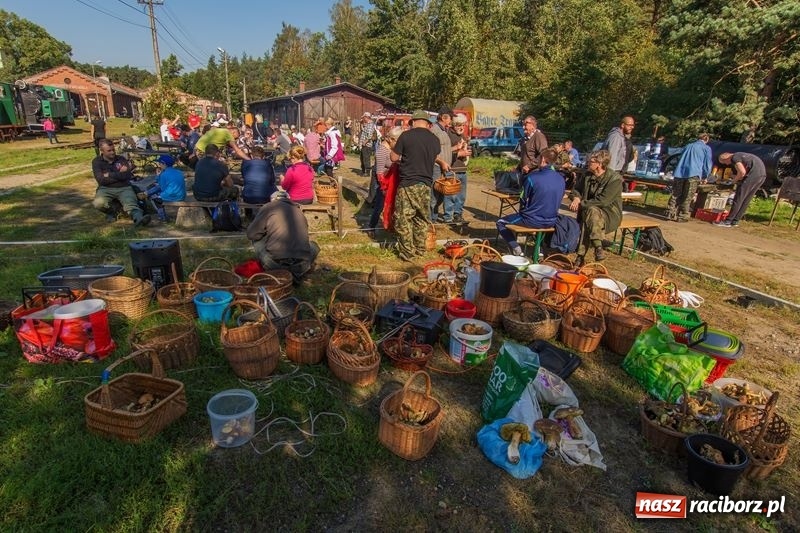 Zdjęcie w galerii na portalu naszraciborz.pl: Poznaliśmy najlepszych grzybiarzy Ziemi Raciborskiej wiadomości z regionu
