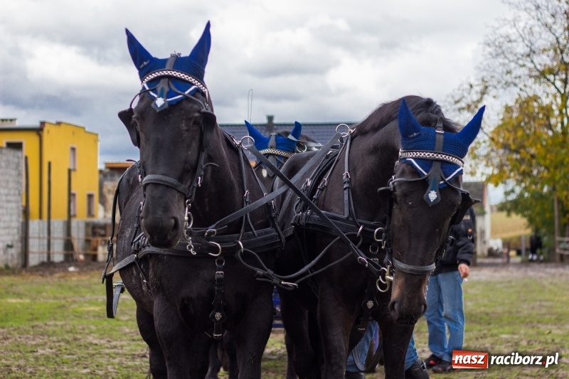 Zdjęcie w galerii na portalu naszraciborz.pl: Adrian Krzemień z lisią kitą w Żerdzinach wiadomości z regionu