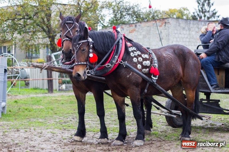Zdjęcie w galerii na portalu naszraciborz.pl: Adrian Krzemień z lisią kitą w Żerdzinach wiadomości z regionu