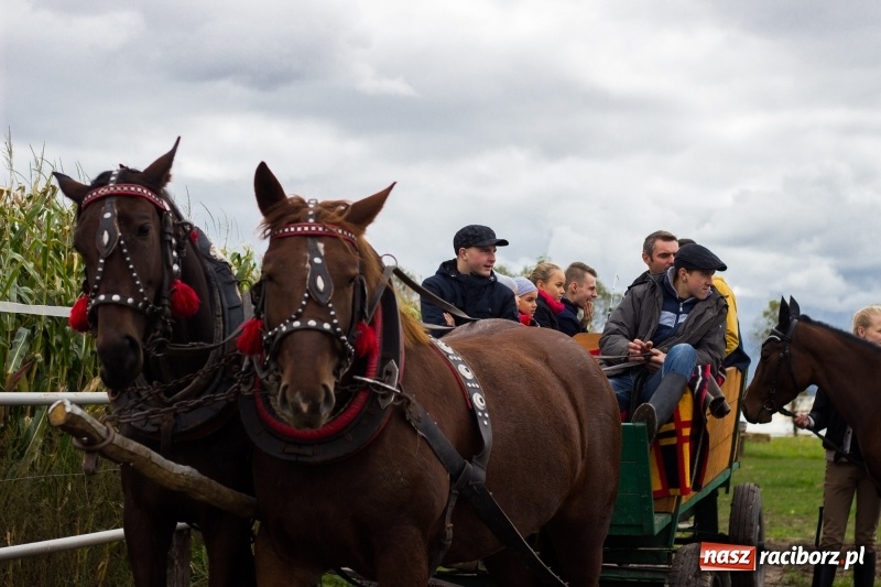 Zdjęcie w galerii na portalu naszraciborz.pl: Adrian Krzemień z lisią kitą w Żerdzinach wiadomości z regionu