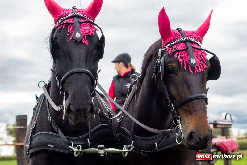 Zdjęcie w galerii na portalu naszraciborz.pl: Adrian Krzemień z lisią kitą w Żerdzinach wiadomości z regionu